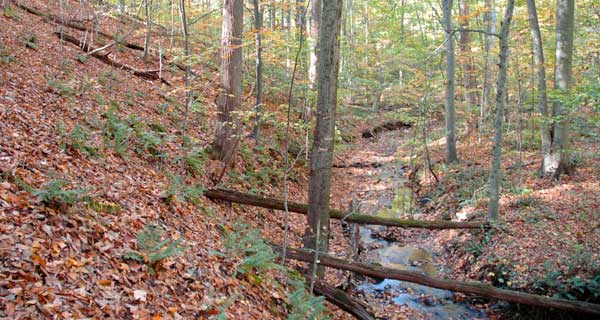 Wesley Chapel Woods