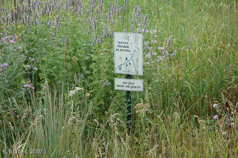 Prairie Planting