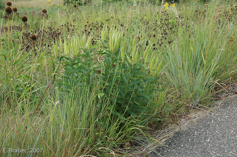 Prairie Planting