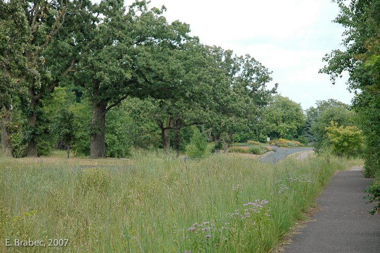 Mature oak stand