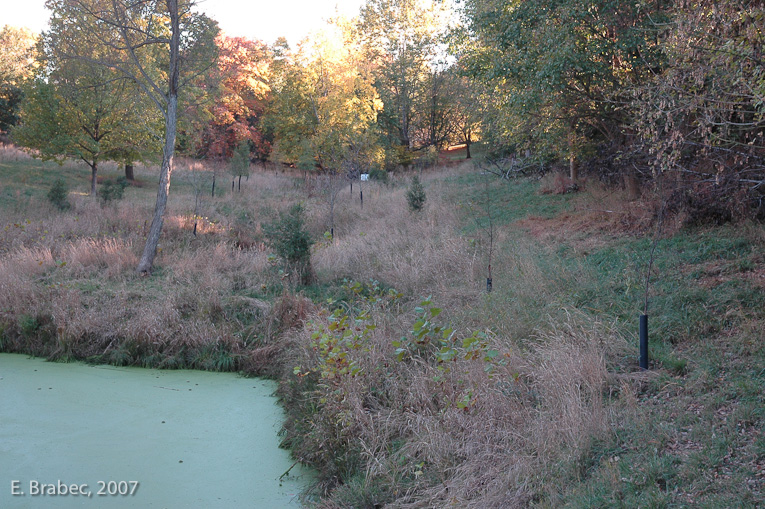 Revegetation of the Darnestown Road open space area.