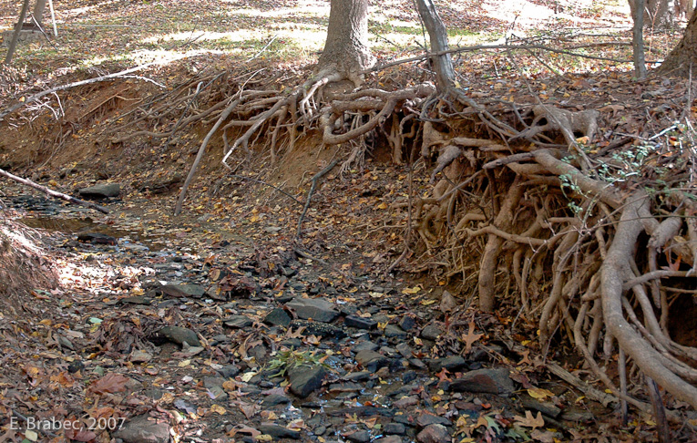 Eroded stream bed