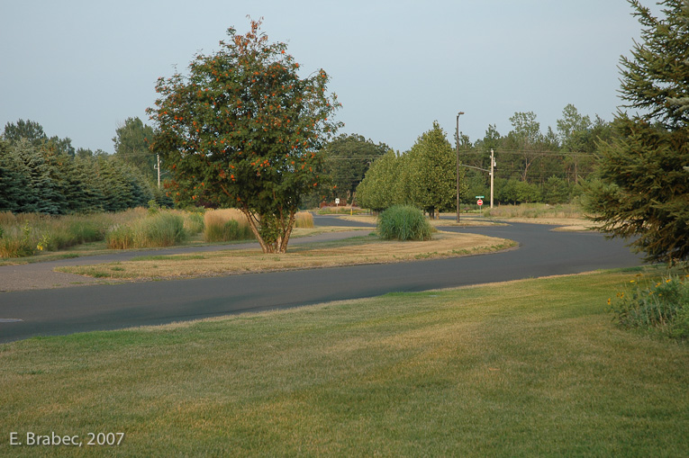 Mix of vegetation and management