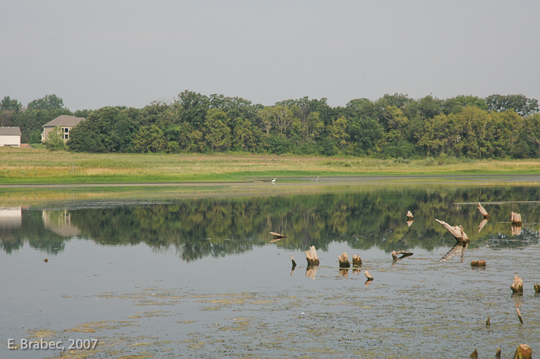 The Pond