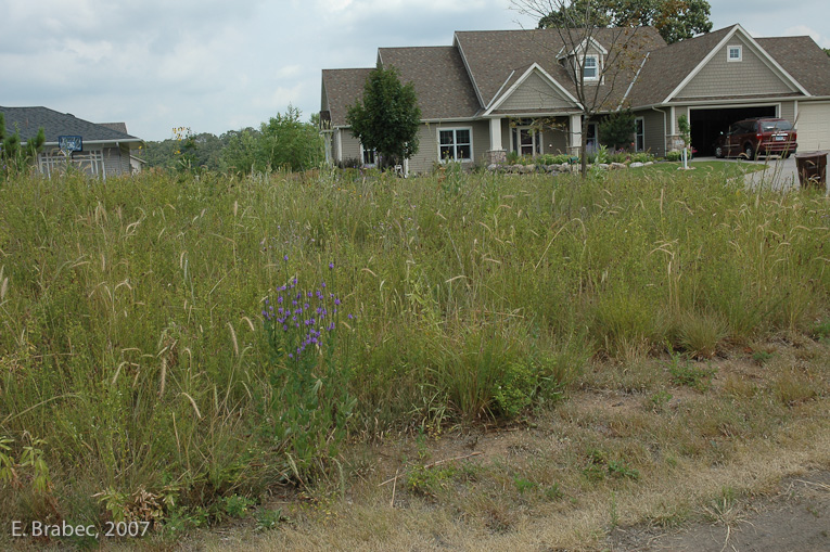 Native plantings