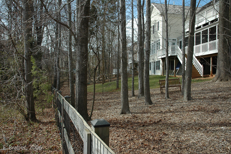 Rear yard tree easements