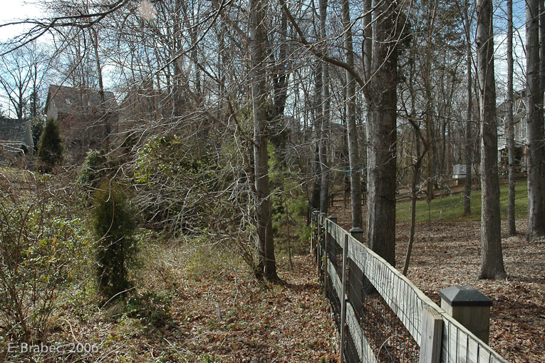 Rear yard - protected stream buffer boundary