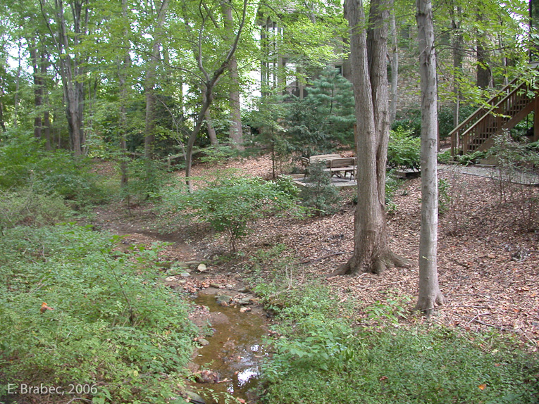 Protected area along stream