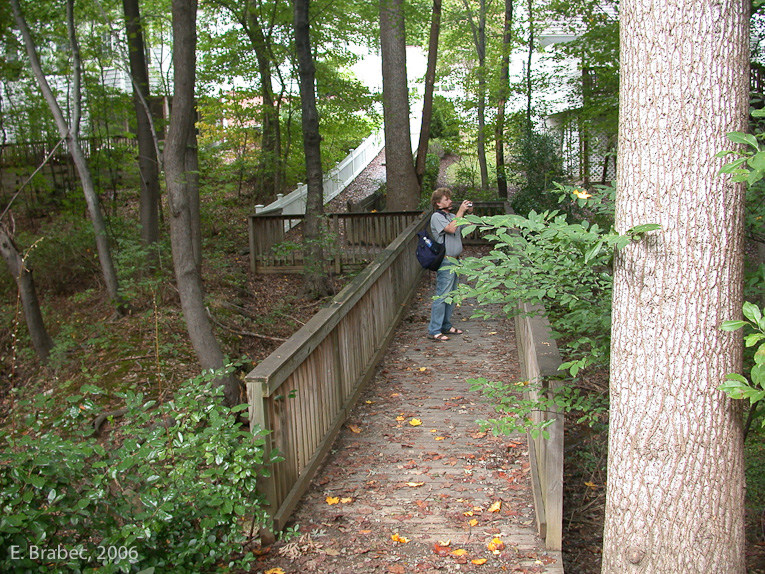 Stream corridor crossing.