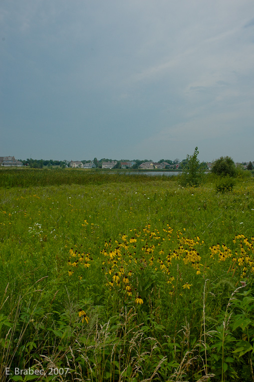 Prairie and wetlands