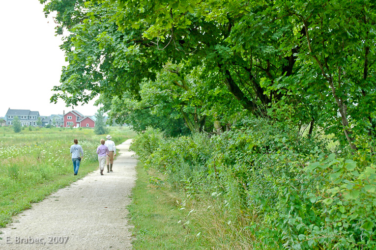 Hedgerows