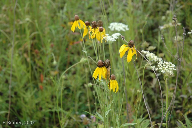 Prairie Wildflowers