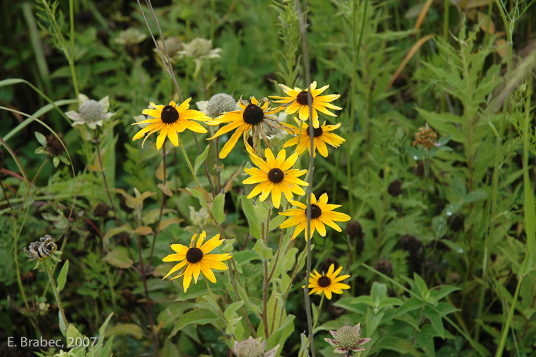 Native prairie wildflowers