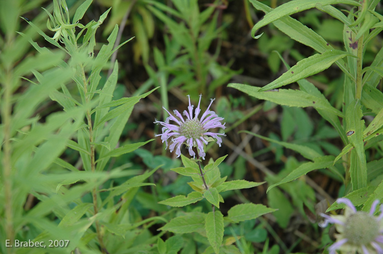 Prairie Wildflowers