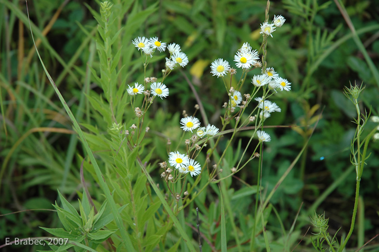 Native prairie wildflowers