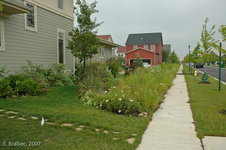 Mix of prairie and ornamental planting