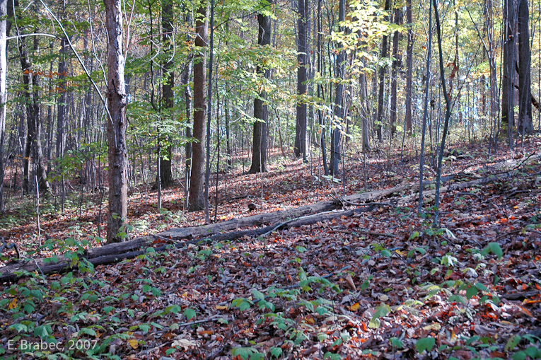 Forest habitat