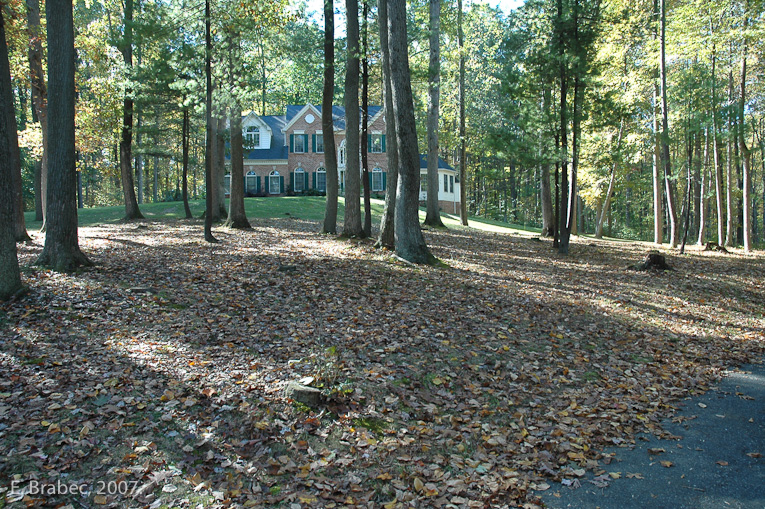 Understory clearing